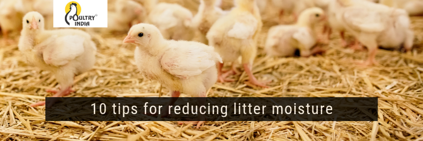 10 tips for reducing litter moisture in poultry houses