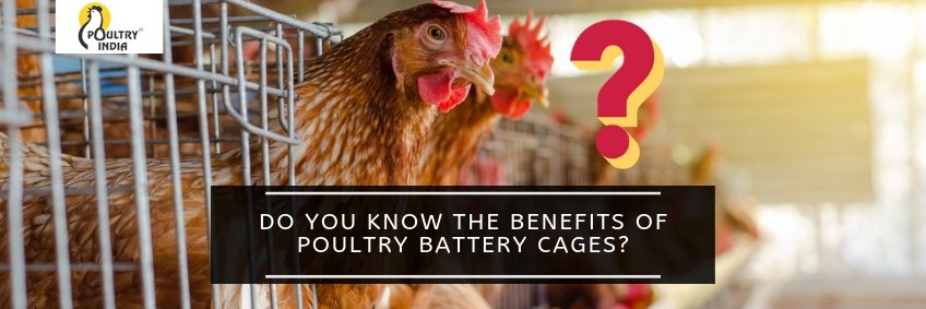 Do you know the benefits of poultry battery cages