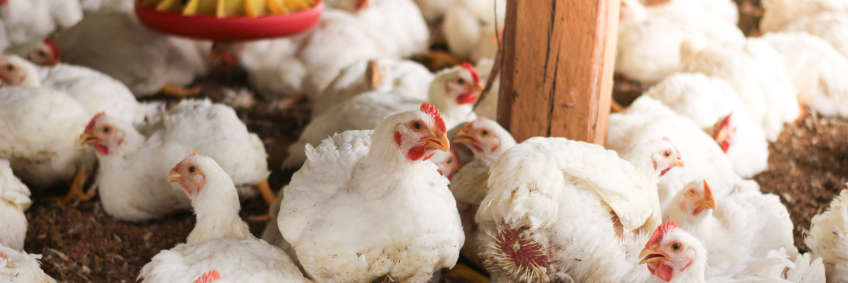 How to keep your chickens healthy in changing seasons