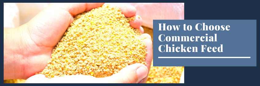 How to choose commercial chicken feed