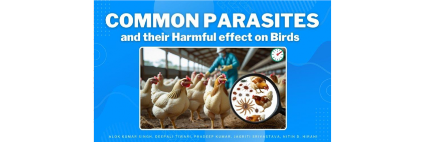 Common parasites and their harmful effect on poultry birds