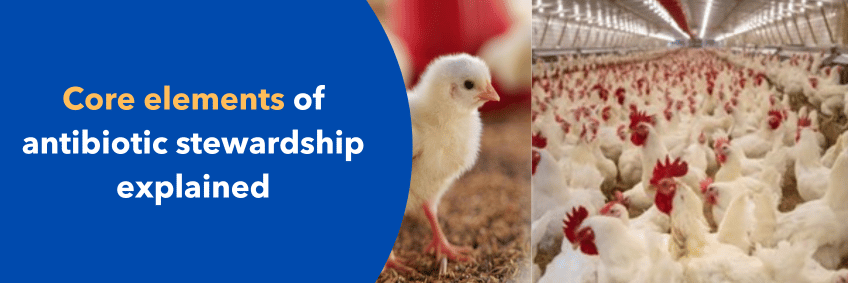 Core elements of antibiotic stewardship in poultry explained