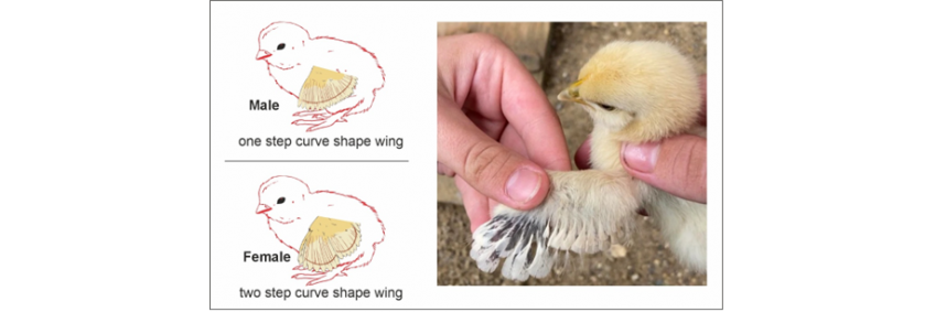 Feather sexing in chicks