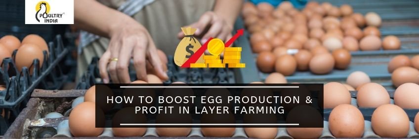 How to boost egg production and profit in layer farming