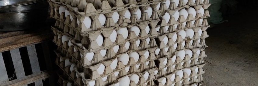 Herbal eggs India
