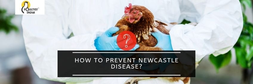 How to prevent Newcastle disease in poultry