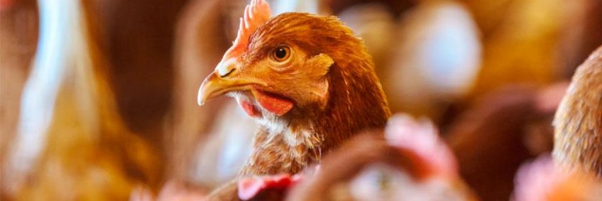 Keep Poultry Warm Dry Winter