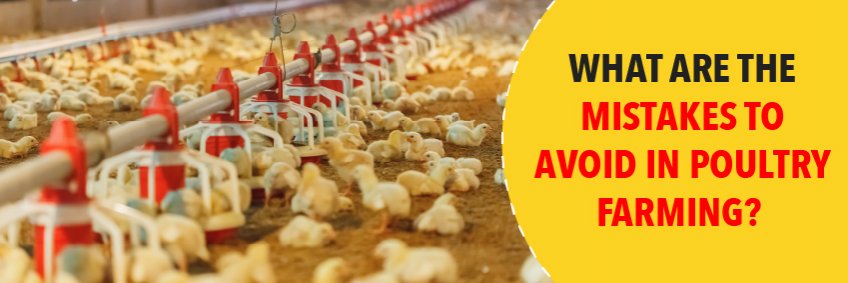 What are the mistakes to avoid in poultry farming