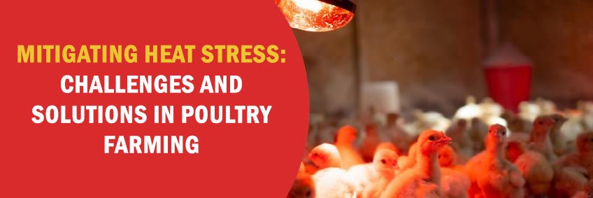 Mitigating heat stress — challenges and solutions in poultry farming