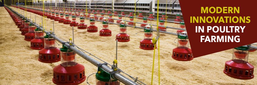 Modern innovations in poultry farming