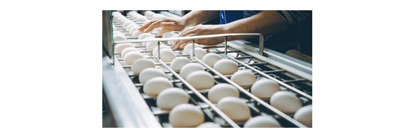 Namakkal poultry industry exports eggs to US
