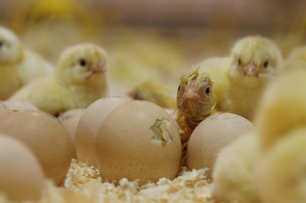 NestBorn is revolutionizing chick hatching