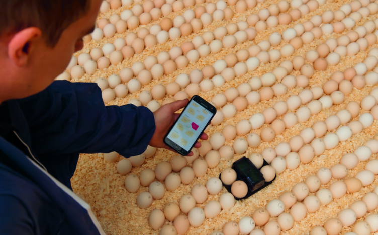 Barn and eggshell conditions monitored in real time on the NestBorn web portal