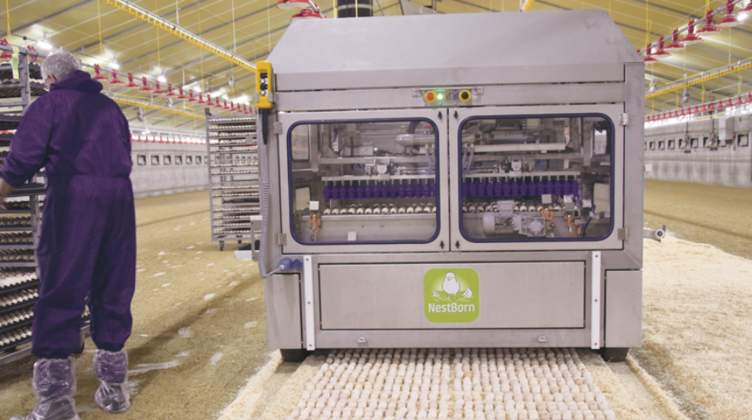 The NestBorn egg-placing machine placing eggs on the litter in a broiler barn