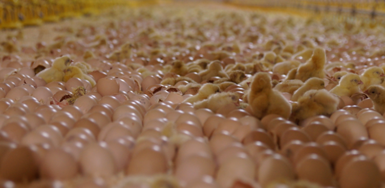 Chicks hatching directly on the litter of the broiler barn