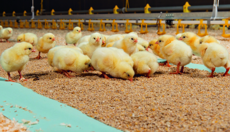 Day-old chicks feeding on the litter after an uninterrupted early start