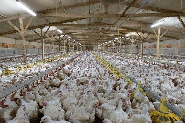 Norway to phase out fast-growing chicken breeds by 2027