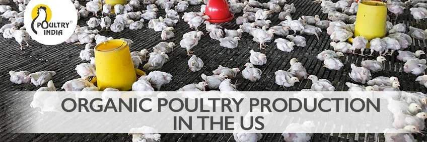 Organic poultry production in the US — Georgie Cartanza's farm