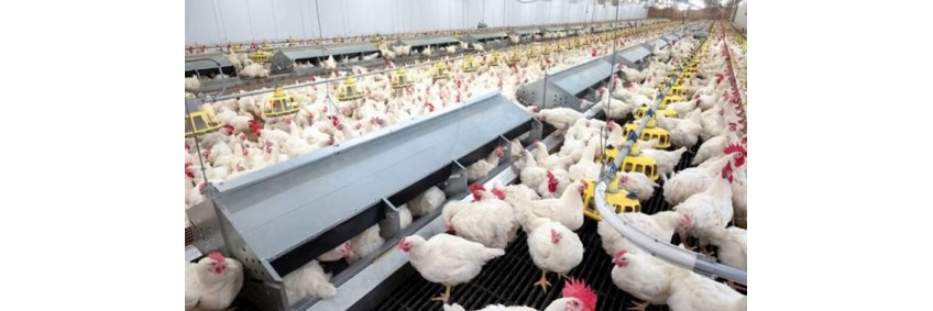 Agricultural status for poultry