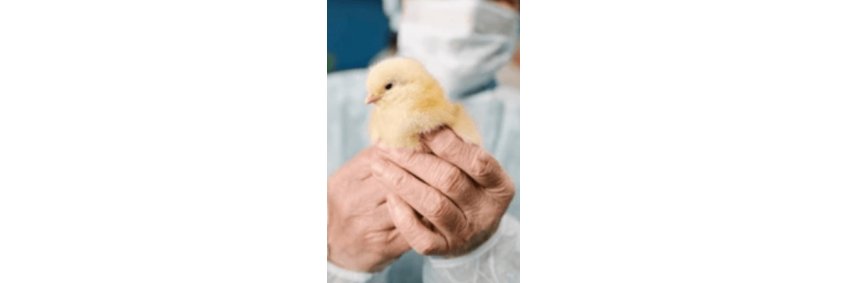 Poultry biosecurity