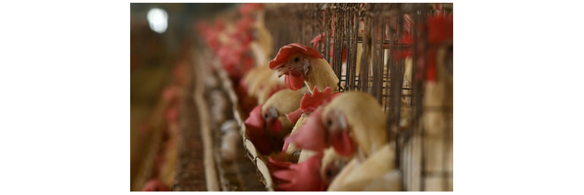 Poultry sector revenue growth