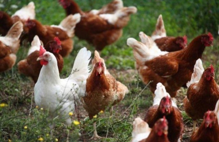 Metkar's poultry farm in Badnera