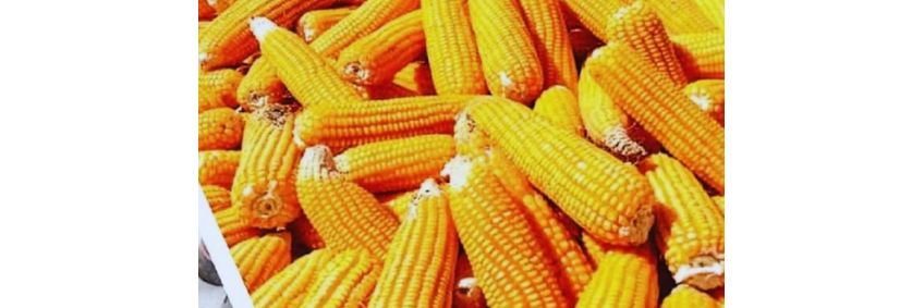 Poultry feed crisis — neighboring countries challenge to India's poultry sector