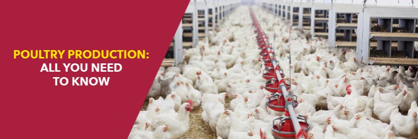 Poultry production — all you need to know
