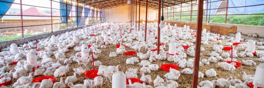 Uttarakhand will no longer rely on other states for eggs and chicken