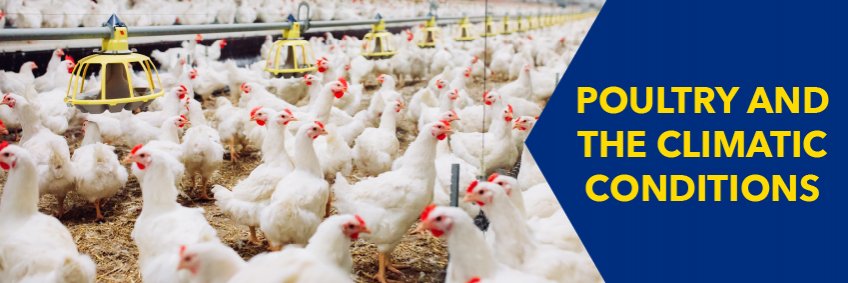 Poultry and the climatic conditions — hot and cold weather management