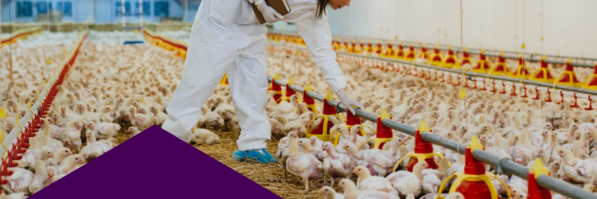 Revolutionizing poultry farming — key takeaways from Knowledge Day 2024