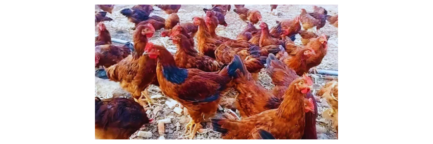 Future of Poultry in India — rising demand for eggs and chicken in the e-commerce era