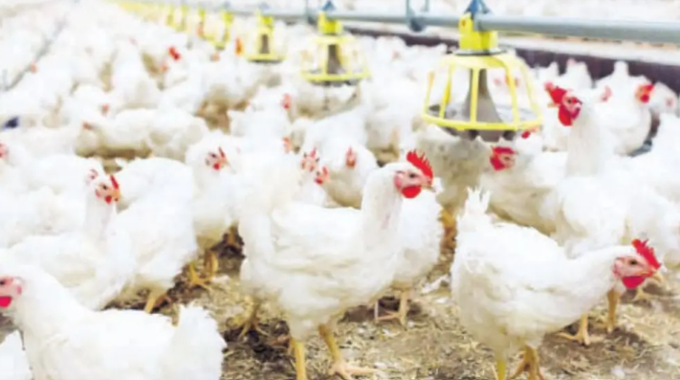 Barbados authorities step up poultry surveillance after Suriname bird flu outbreak