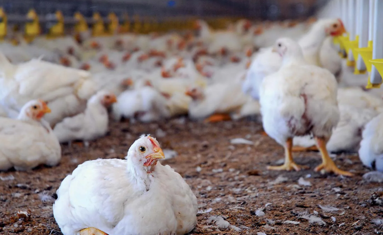 Drought effect: poultry farmers feel the heat as corn prices soar and water reserves dwindle