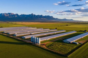 South African poultry industry reports strong growth under the Masterplan