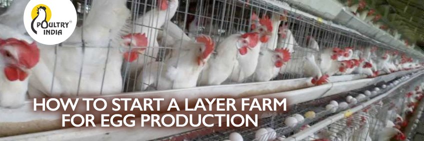 Layer Farm