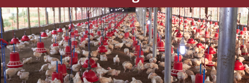 Sustainable practices in poultry farming — a path forward