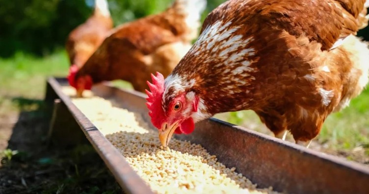 Egg yolk colour scale and the hen's diet