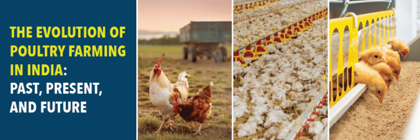 The evolution of poultry farming in India — past, present and future