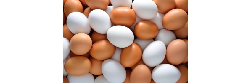 UK producers call on food businesses to back British eggs