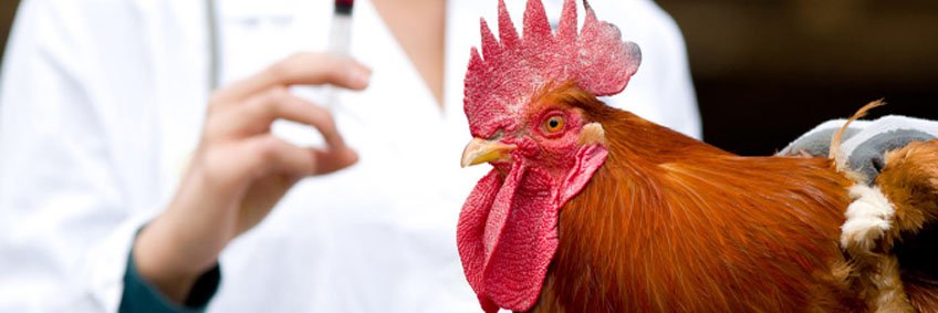 Infectious Bronchitis control — protection and prevention strategies for poultry