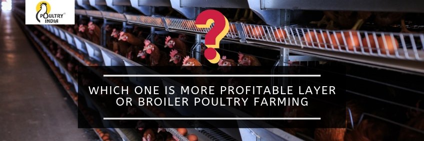 Which one is more profitable — layer or broiler poultry farming