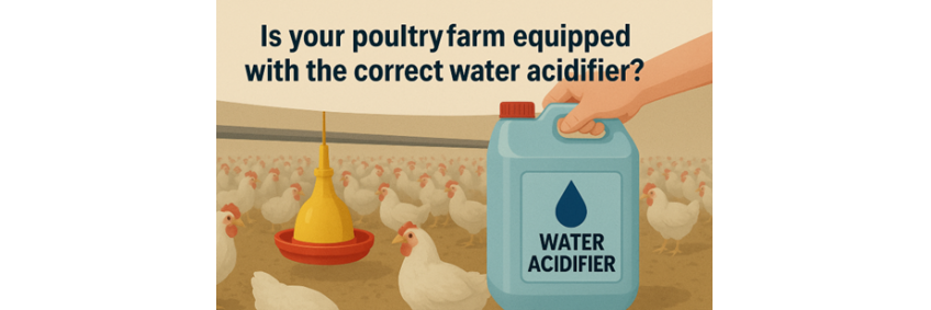 Water acidification — a modern approach to poultry health and productivity
