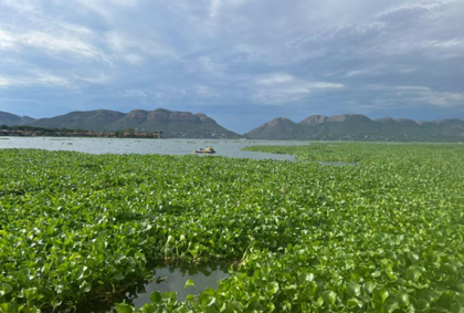 Water Hyacinth poultry feed