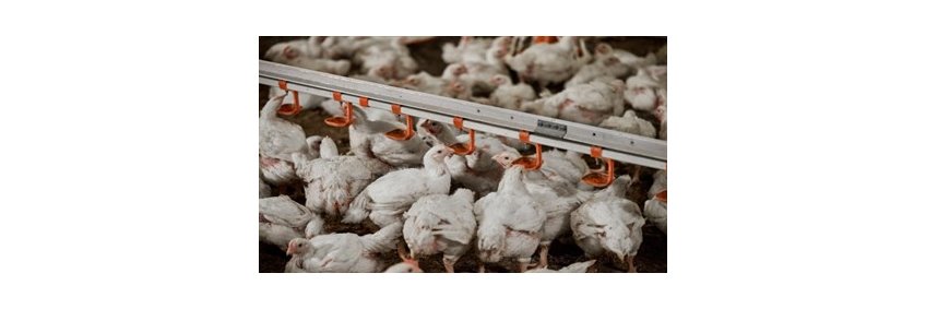 Balancing gut health in poultry — IFF's Enviva DUO dual-strain waterline DFM