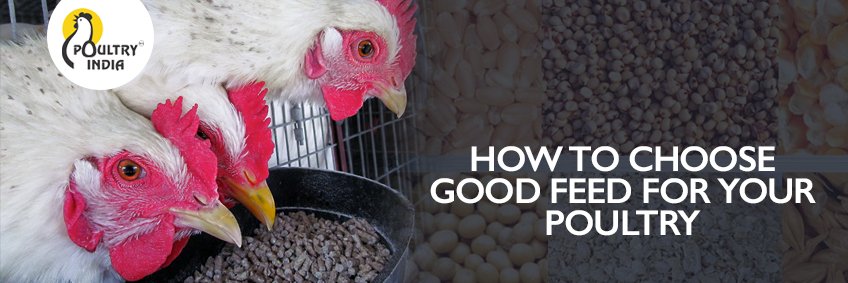 How to choose good feed for your poultry