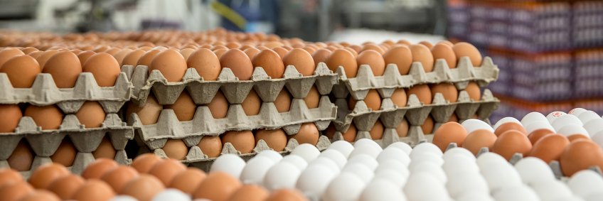 India Needs Three Times More Eggs