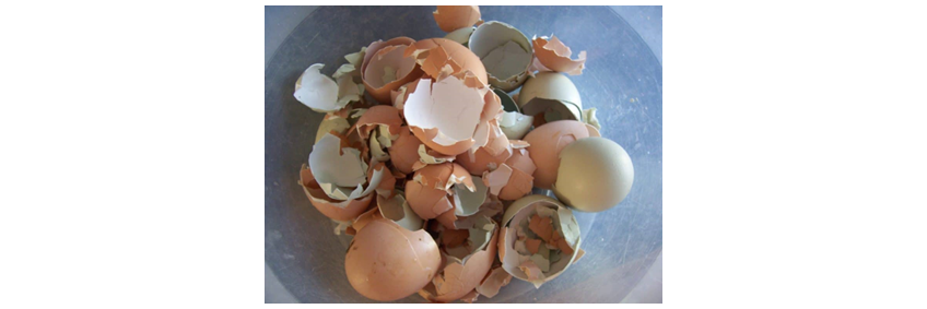 New patents for eggshells to heal cracked bones — Periyar University research