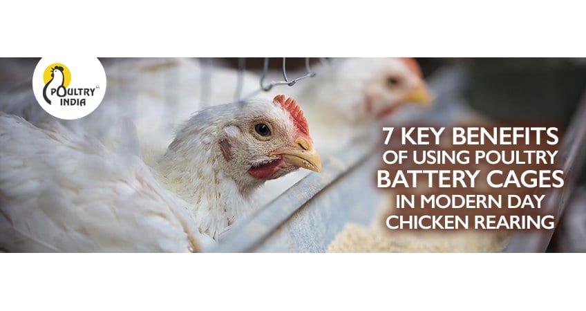7 Battery Cage Benefits