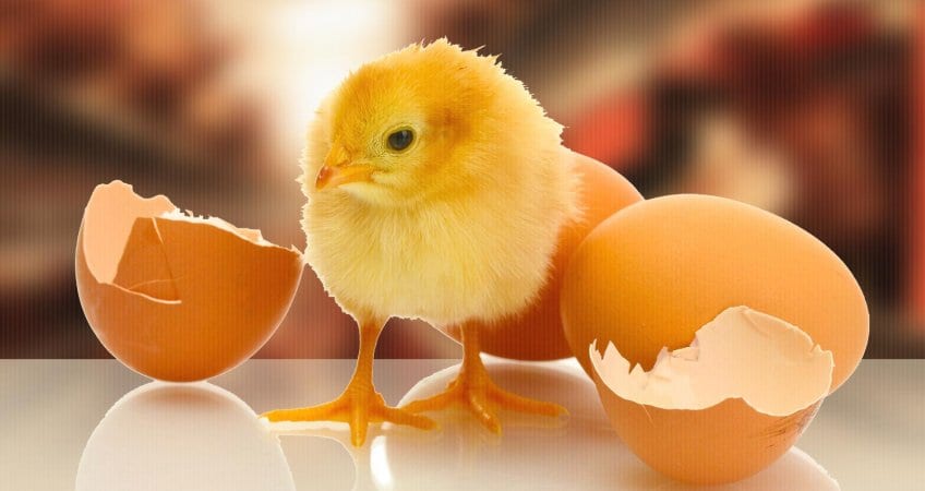 9 Chicken and Egg Questions